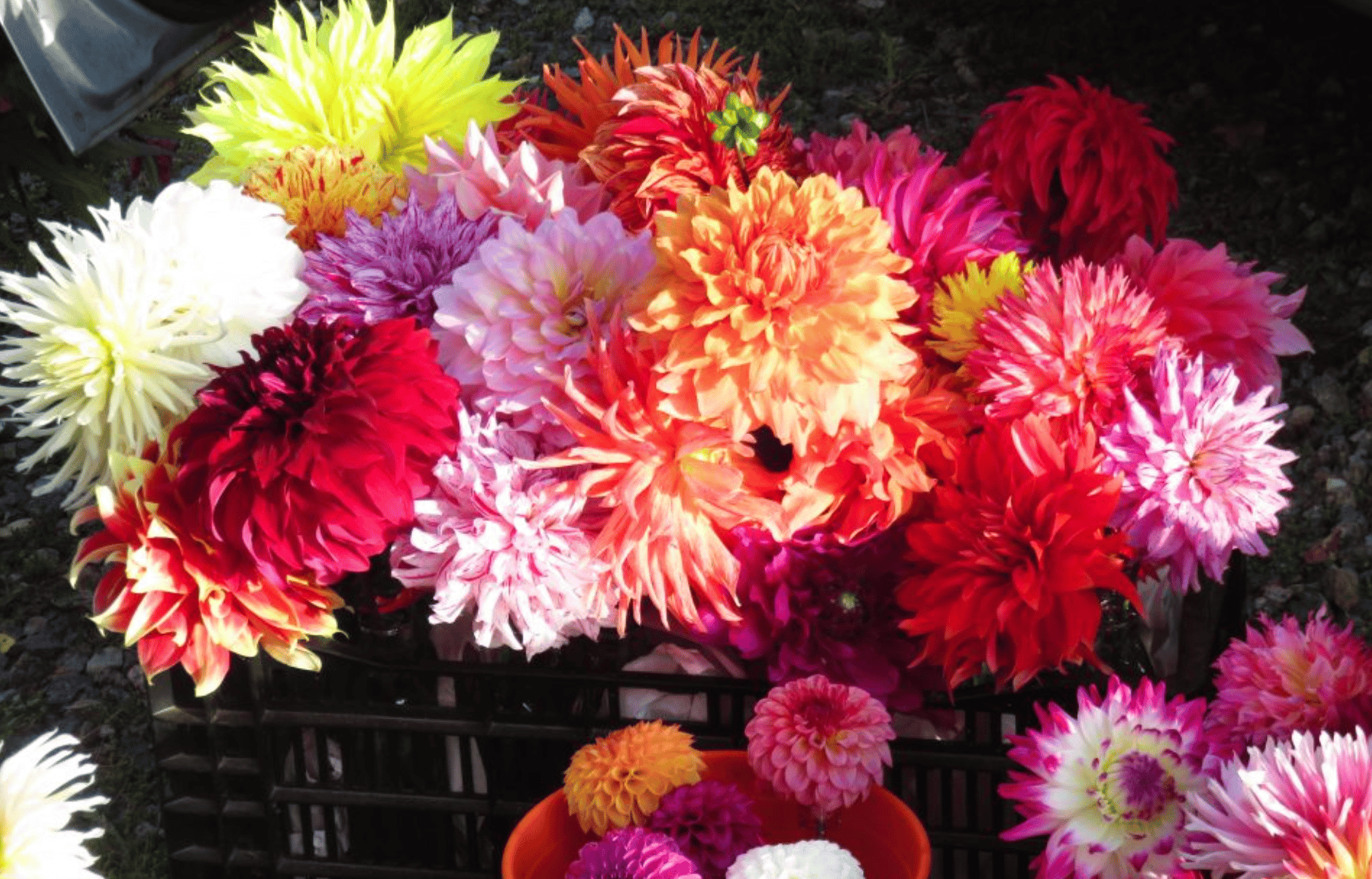 Roving Radish Flower Farm portfolio 3