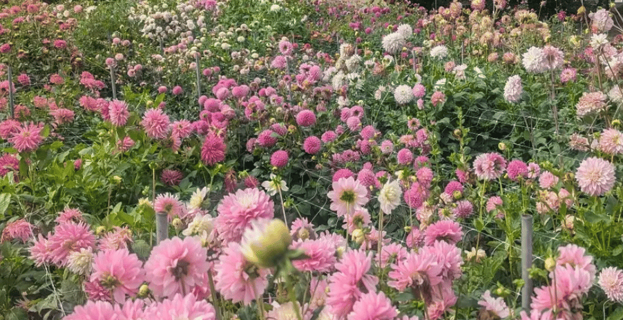 Roving Radish Flower Farm portfolio 2