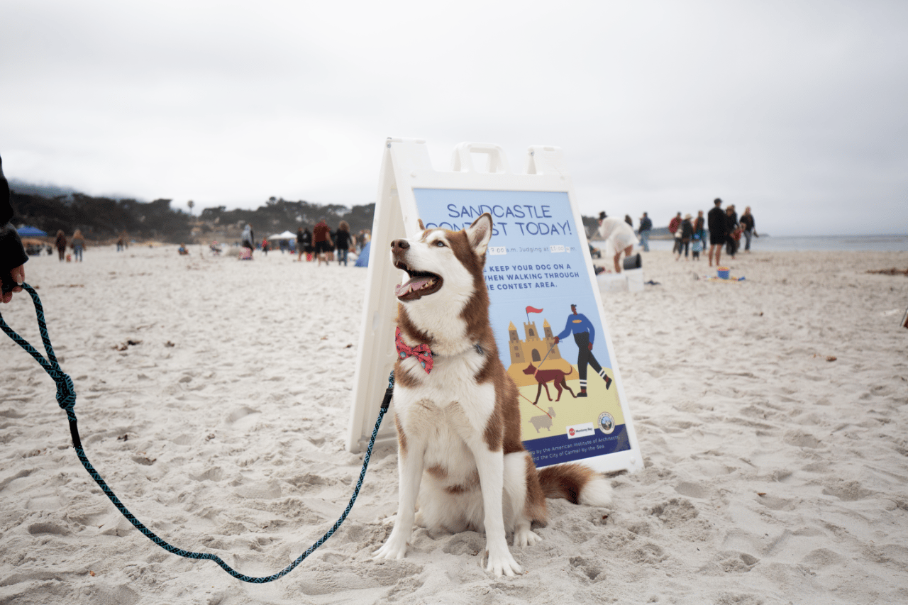 Monterey Dog portfolio 5
