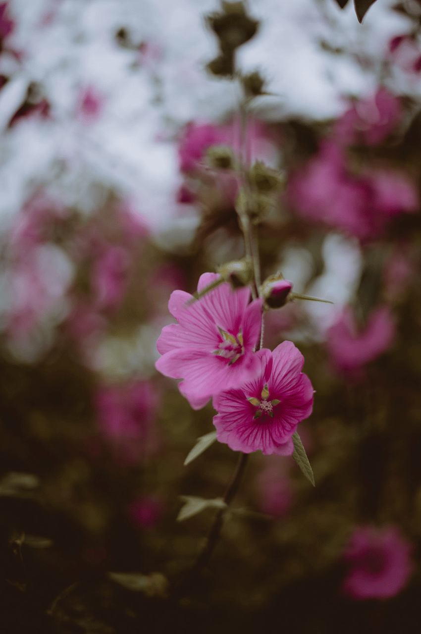 Stacey Goods Farm & Events portfolio 3