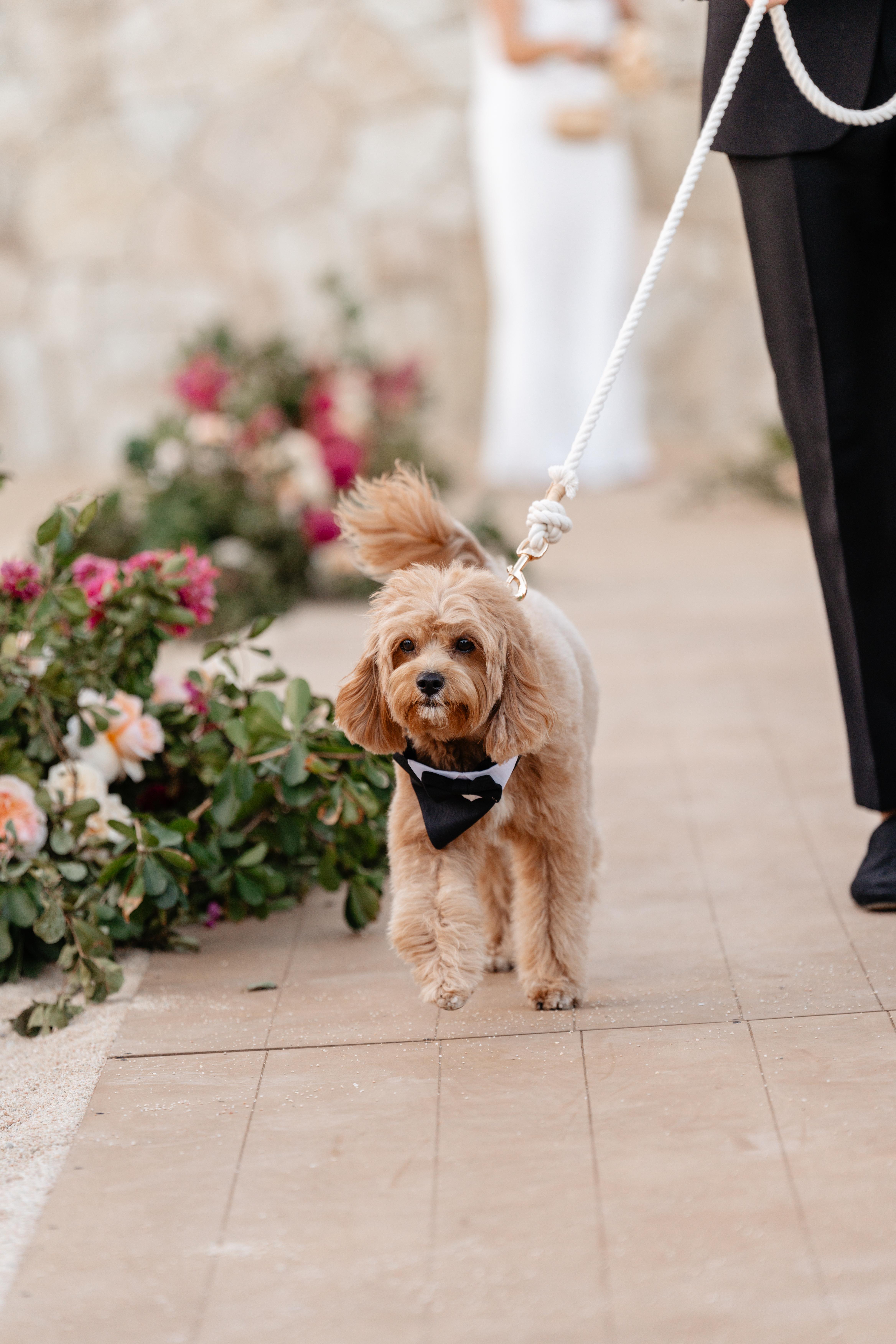 A Whimsical Winter Wedding at Chileno Bay Golf & Beach Club photo 5