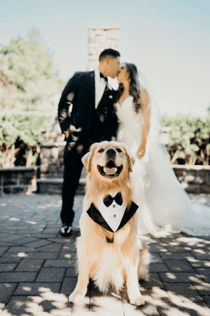 FairyTail Pet Care