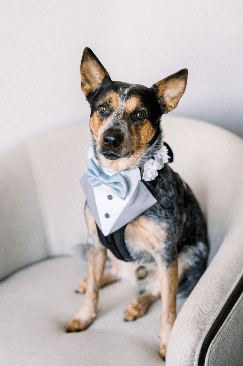 Pawfect for You, Inc. portfolio 4