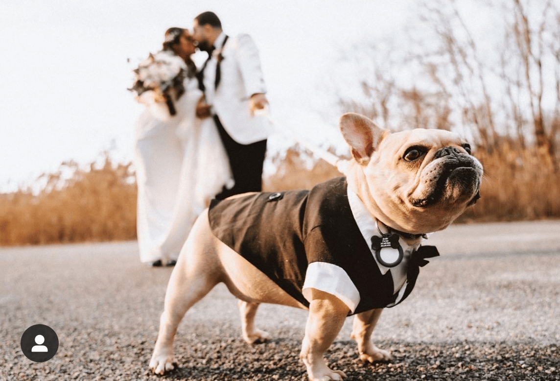 Pawfect for You, Inc. portfolio 1