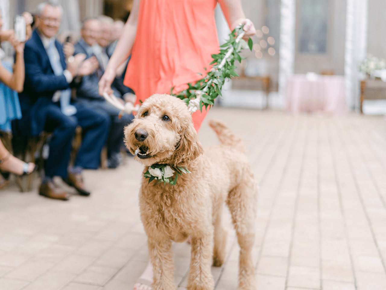 Pawfect for You, Inc. portfolio 2