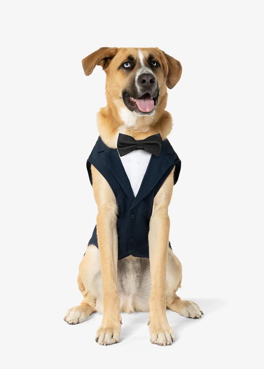 Dog Navy Suit