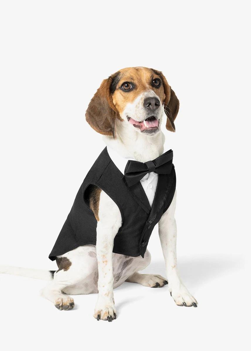 Dog Black Tuxedo
