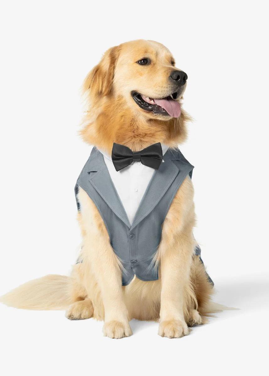 Dog Gray Suit