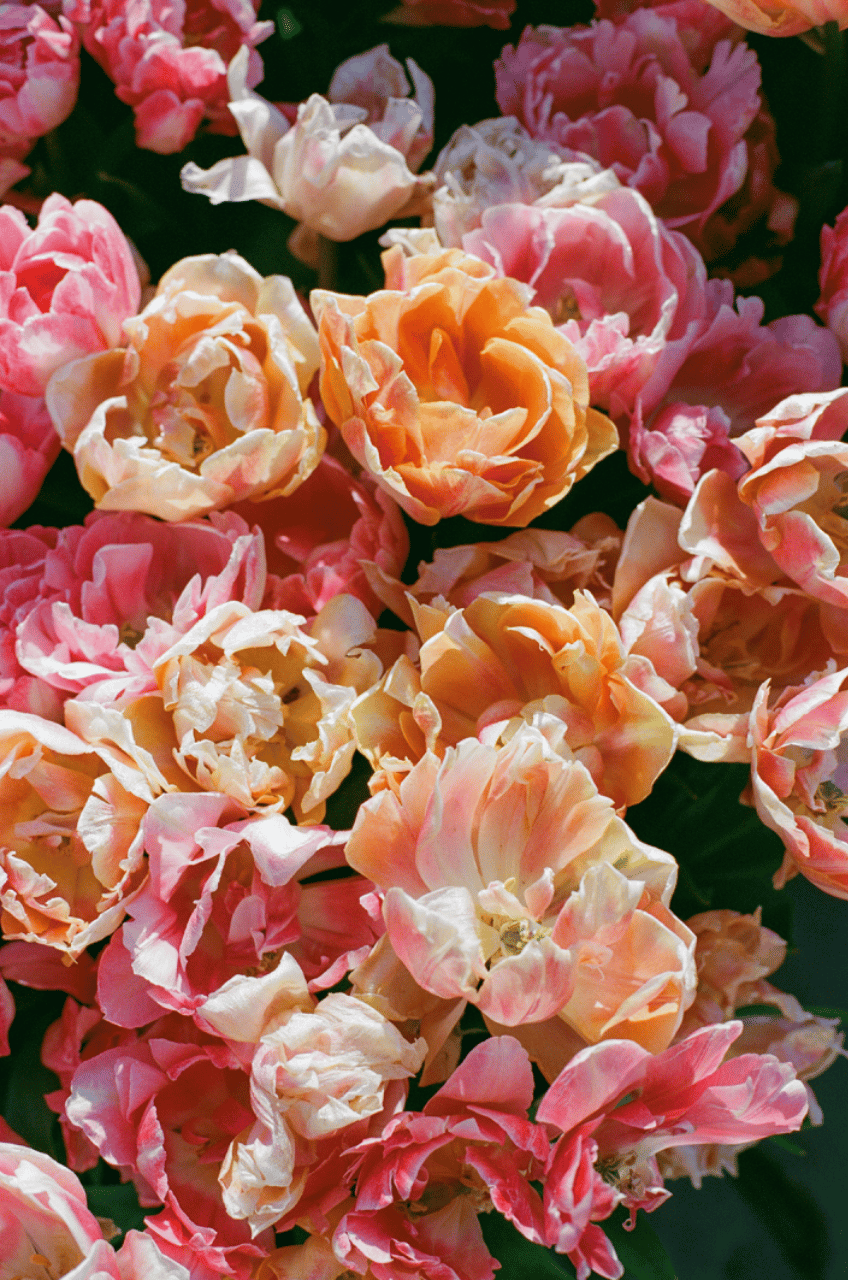 A Romantic Spring Editorial Shoot at Filoli Garden photo 2