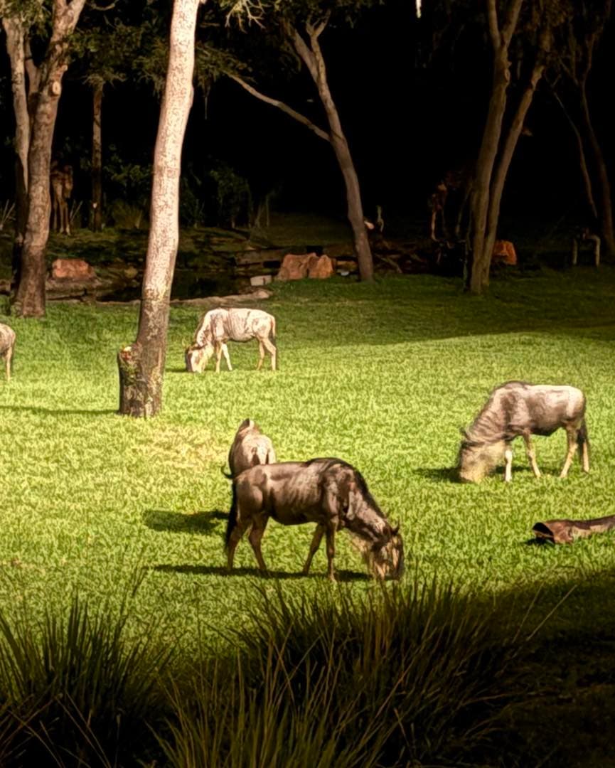 Magical Wanderings portfolio 4