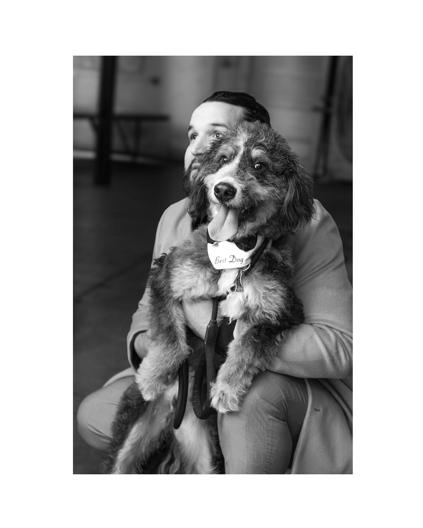 Happy Bark & Tails portfolio 5