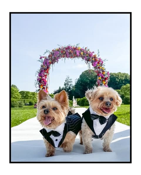 Happy Bark & Tails portfolio 3