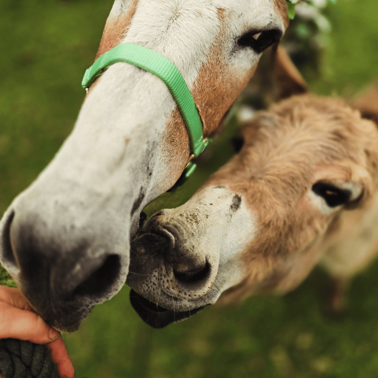 Burro Buddies, LLC portfolio 2