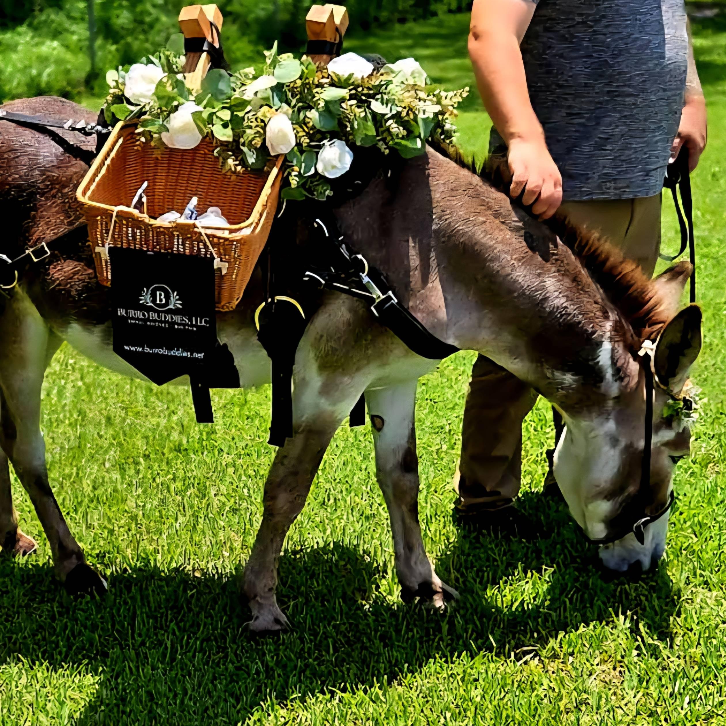 Burro Buddies, LLC