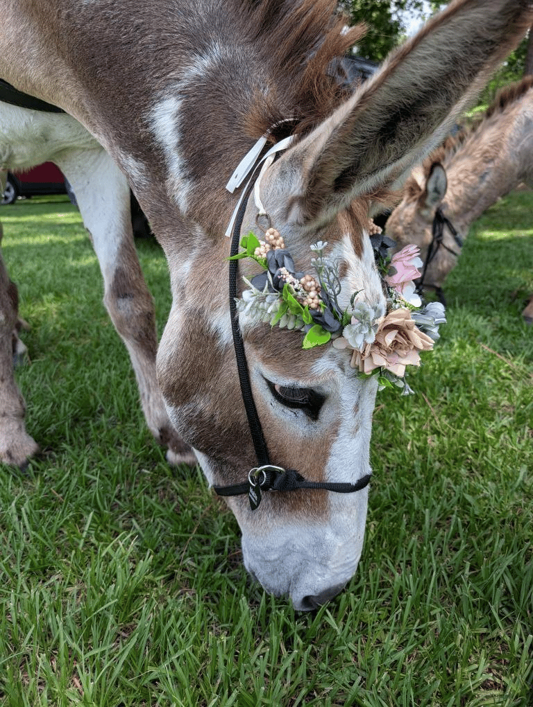 Burro Buddies, LLC portfolio 1