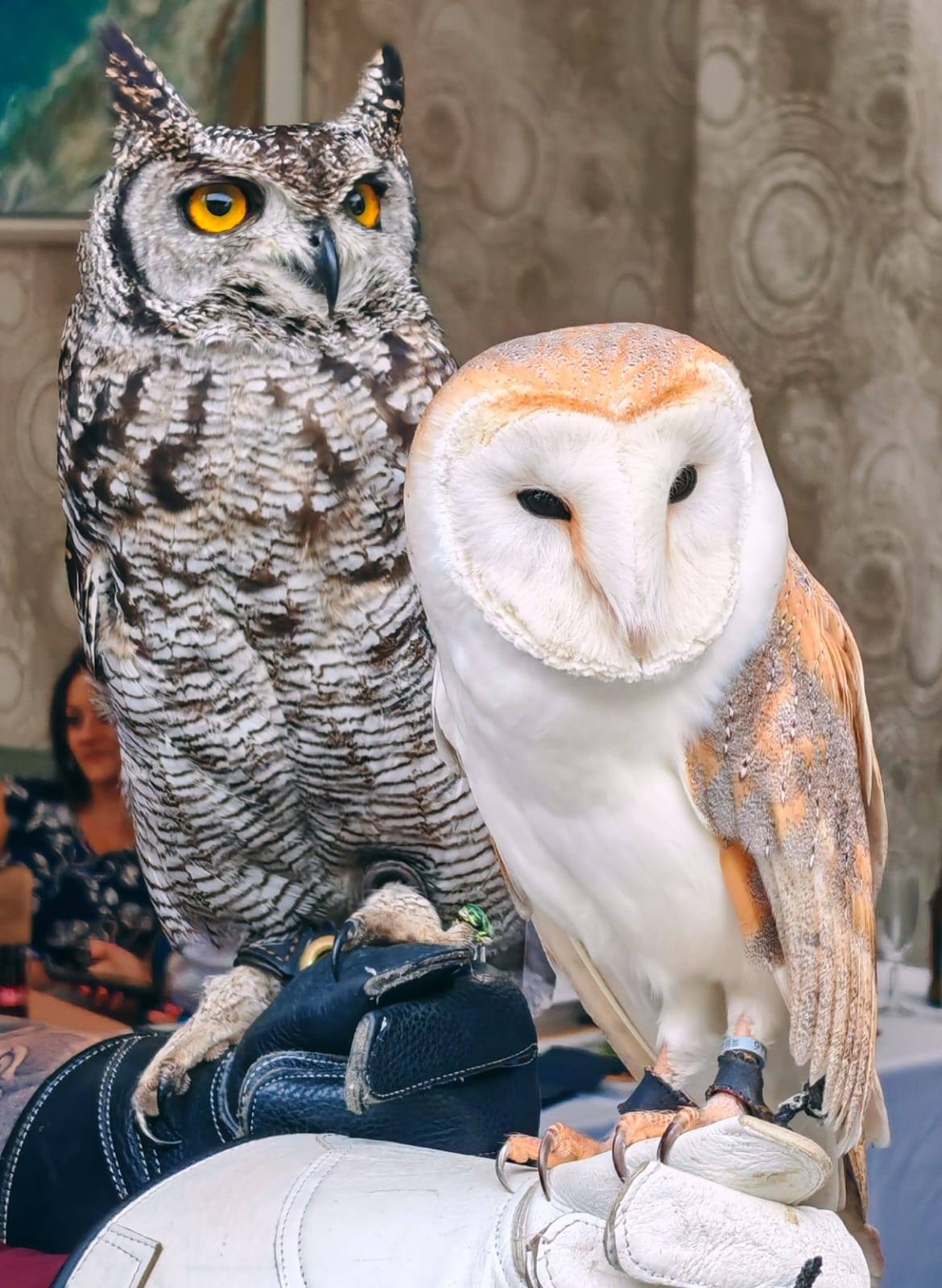 CSR Falconry portfolio 5