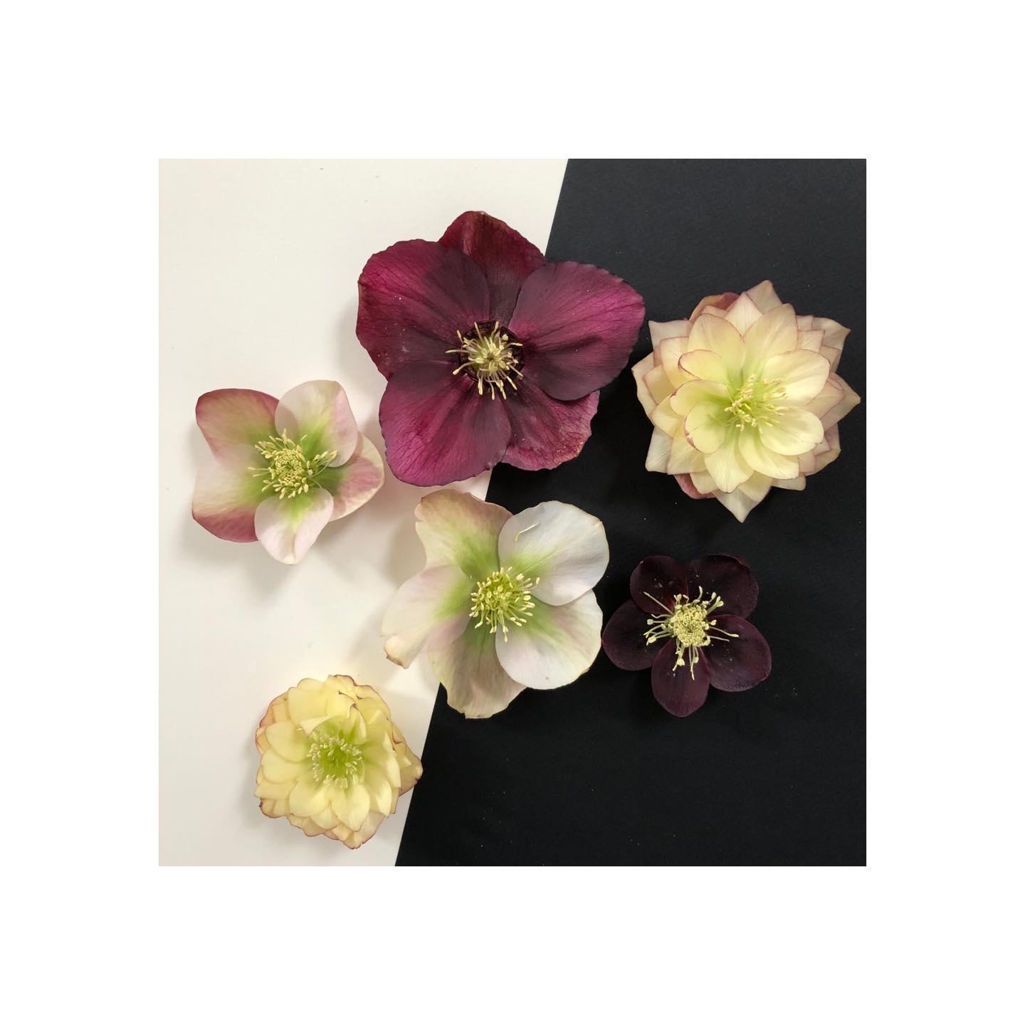 Floral Alchemy portfolio 1