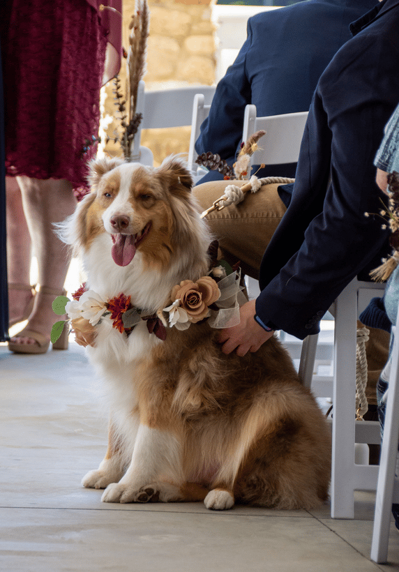Tony Pons & Reneé Pons's wedding 1