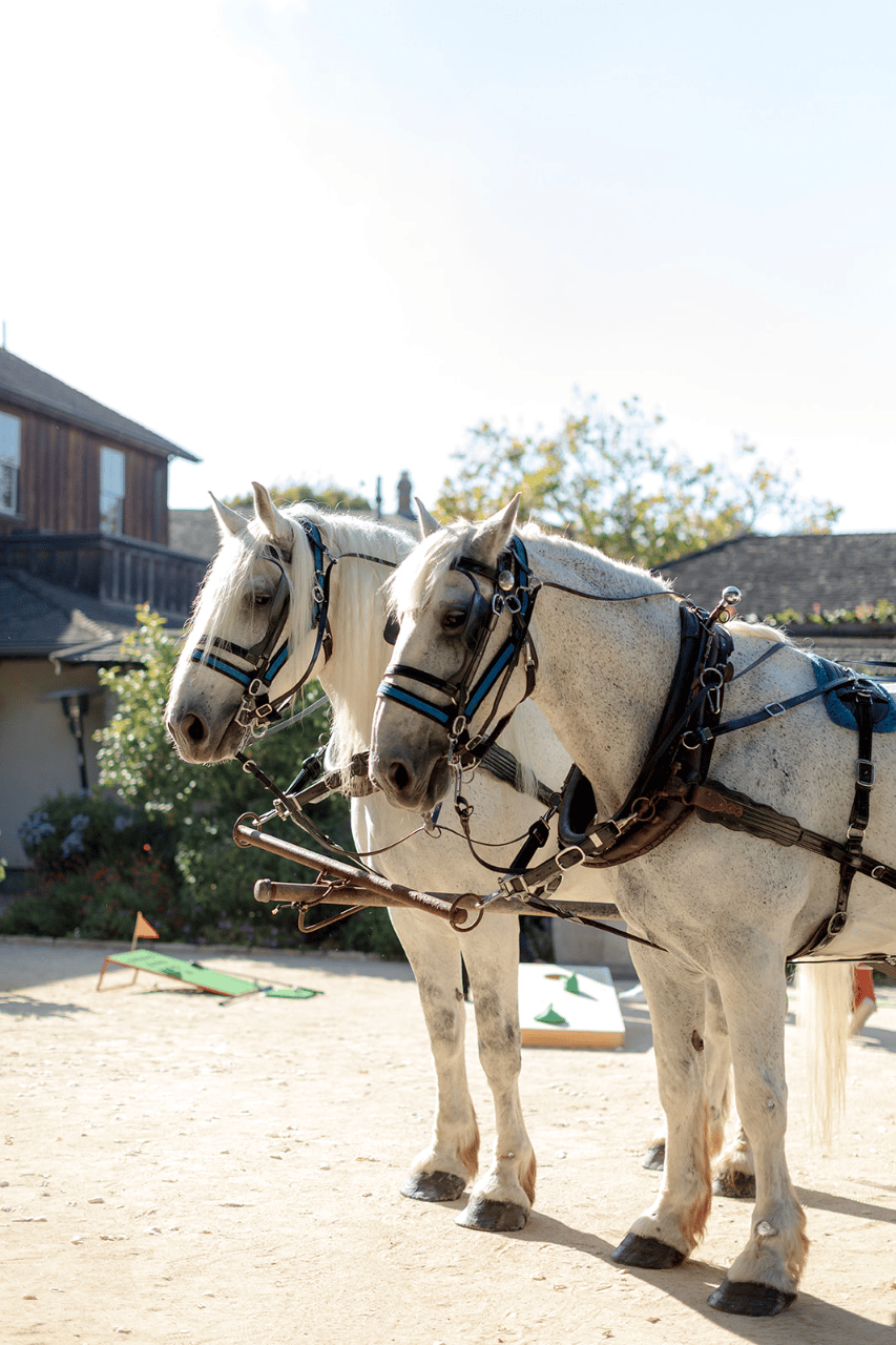 Sarah & Tyler in Monterey, Cali at Barns at Cooper Molera