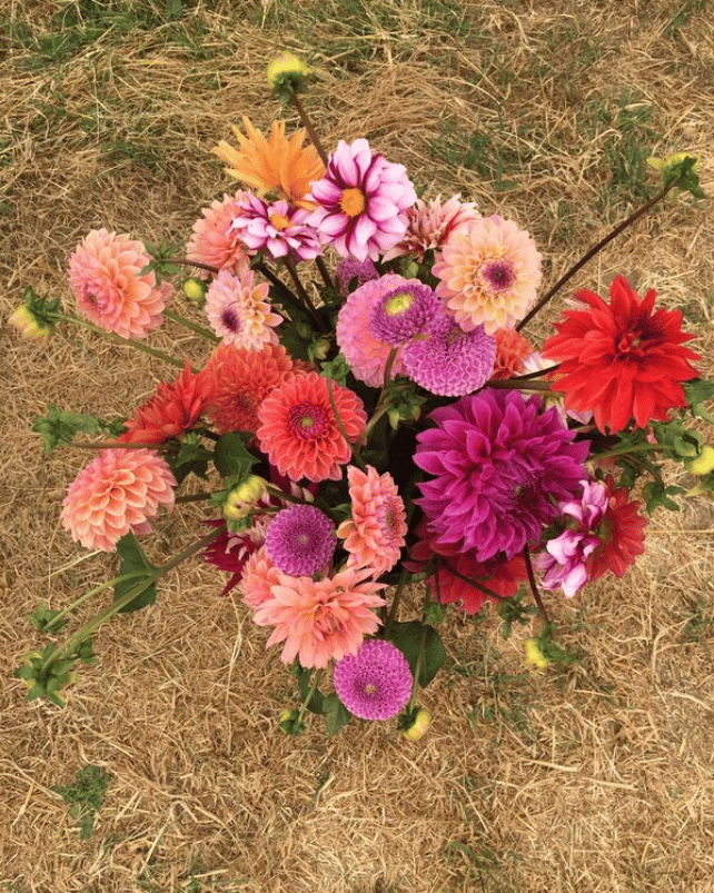Anna Brown Flowers portfolio 5
