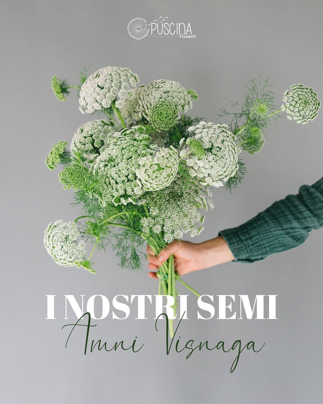 Puscina Flowers portfolio 2