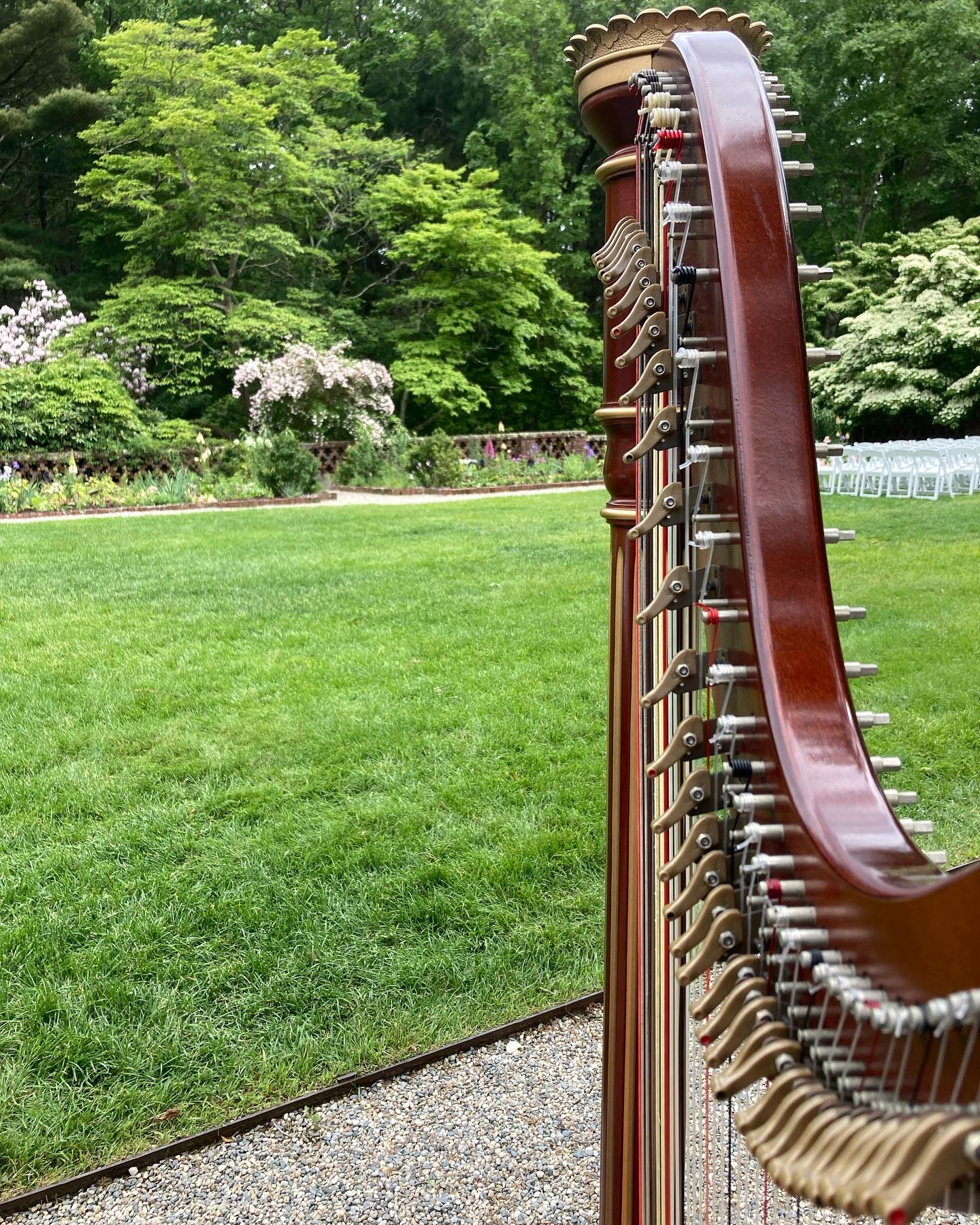 Molly McCaffrey Harp portfolio 2