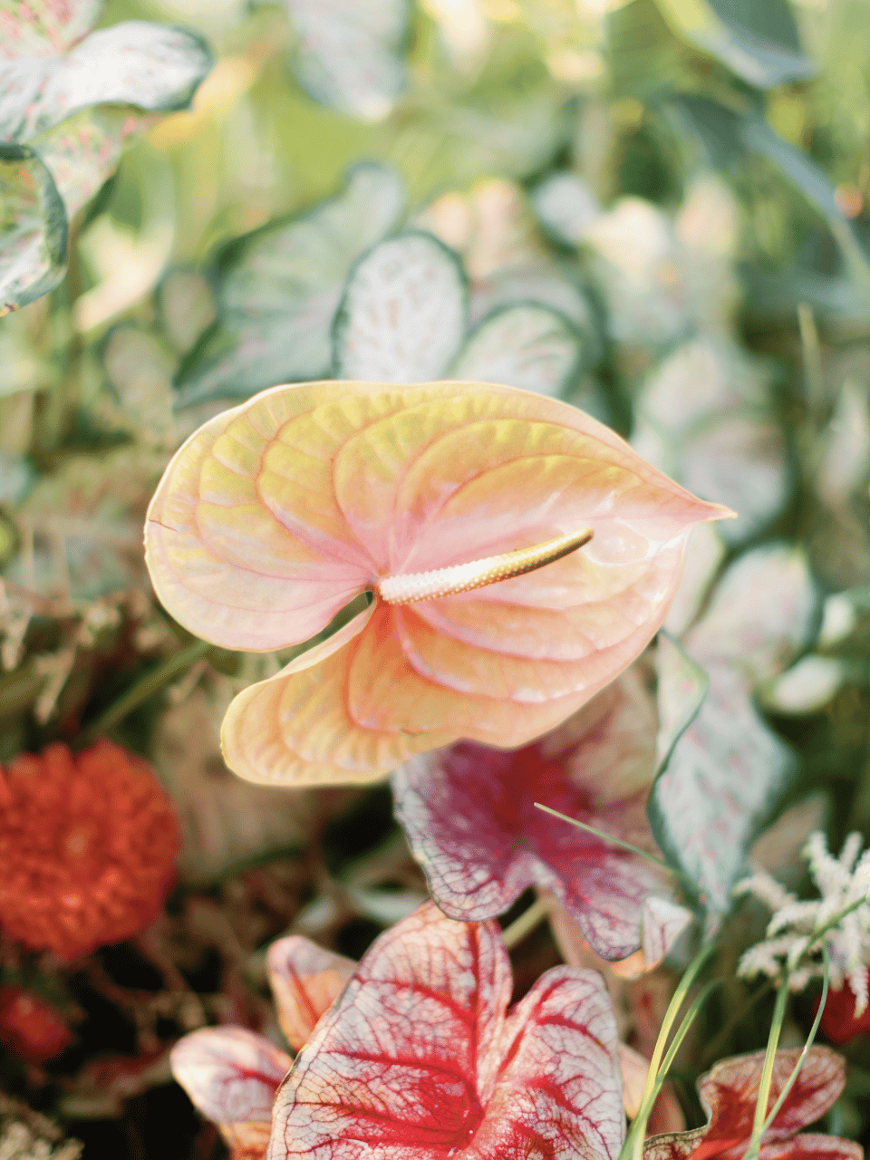 Wild Hare floral portfolio 5