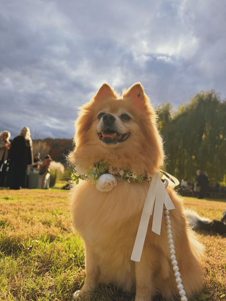 Sit. Stay. I Do. -- Dog Attendants/Chaperones portfolio 4