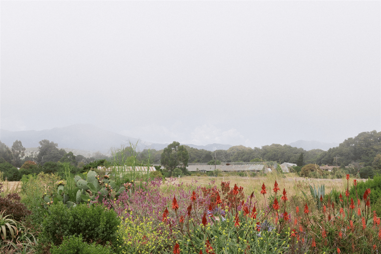 A Misty Coastal Wedding at Dos Pueblos Orchid Farm photo 2