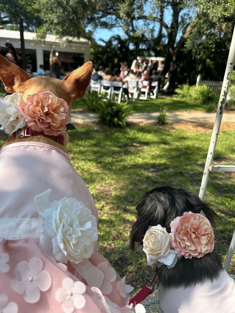 Paws to Plants Wedding Day Pet Care portfolio 5