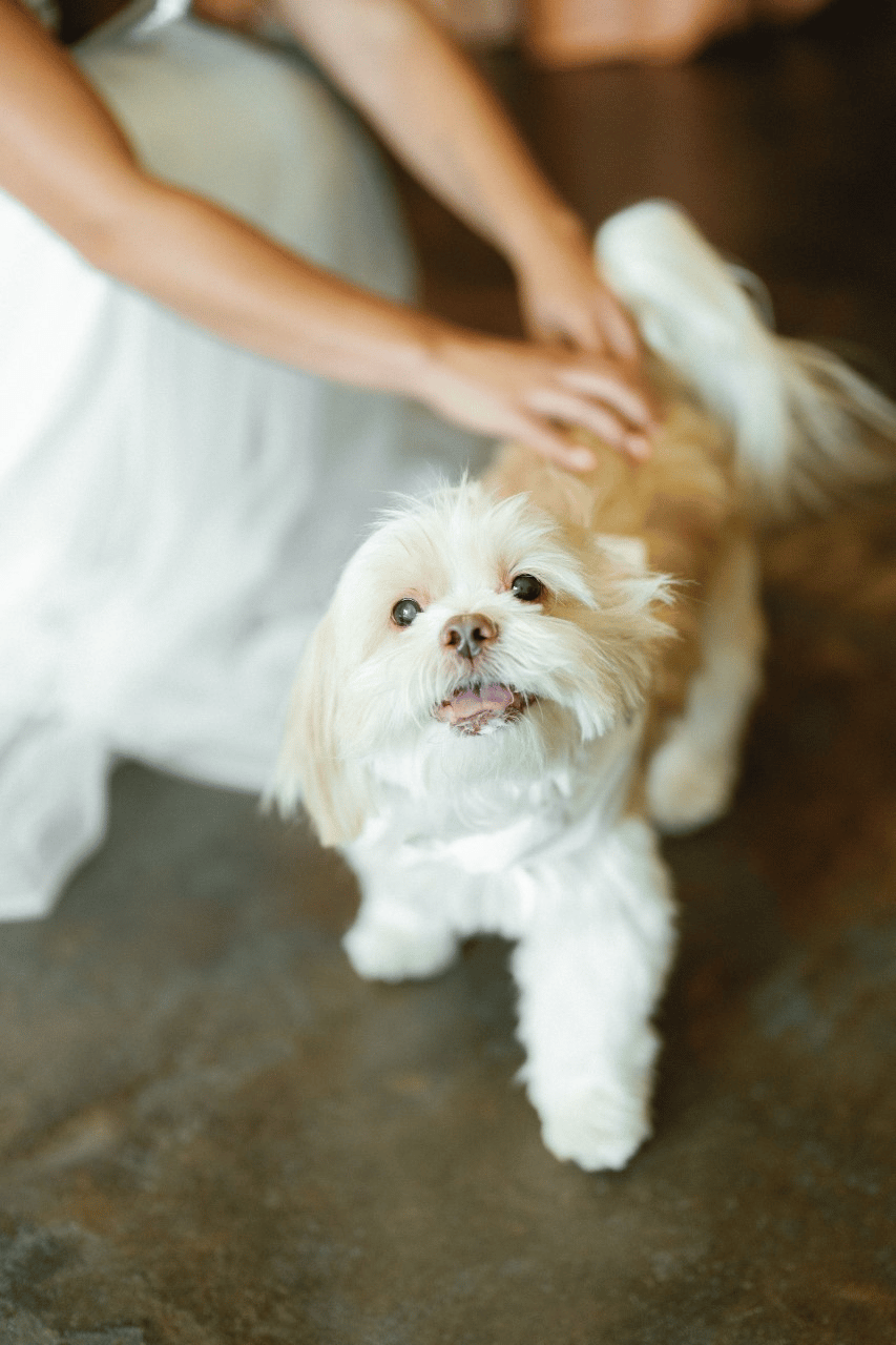 Paws to Plants Wedding Day Pet Care portfolio 2
