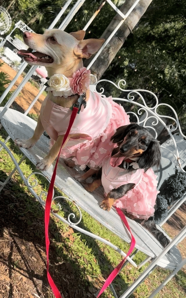 Paws to Plants Wedding Day Pet Care portfolio 4