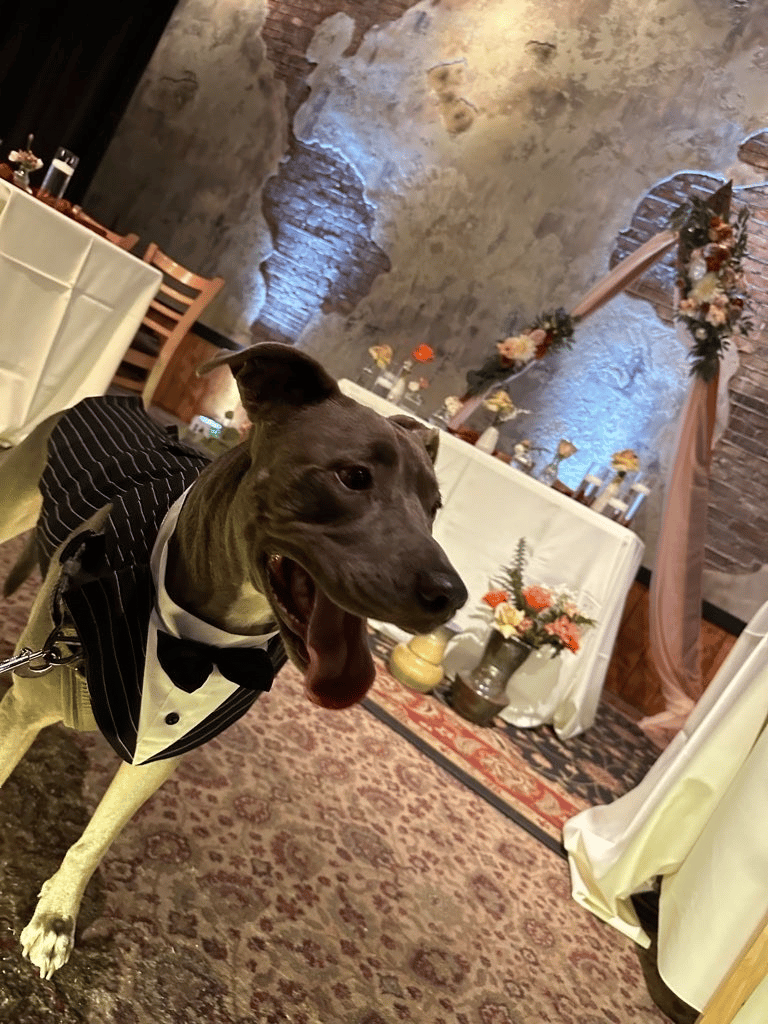 Paws to Plants Wedding Day Pet Care portfolio 3