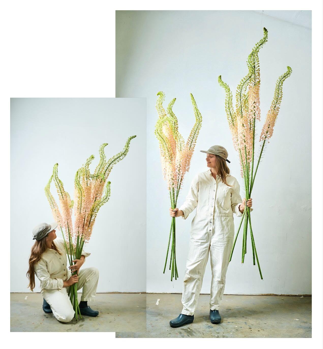 Field Five Flowers portfolio 2