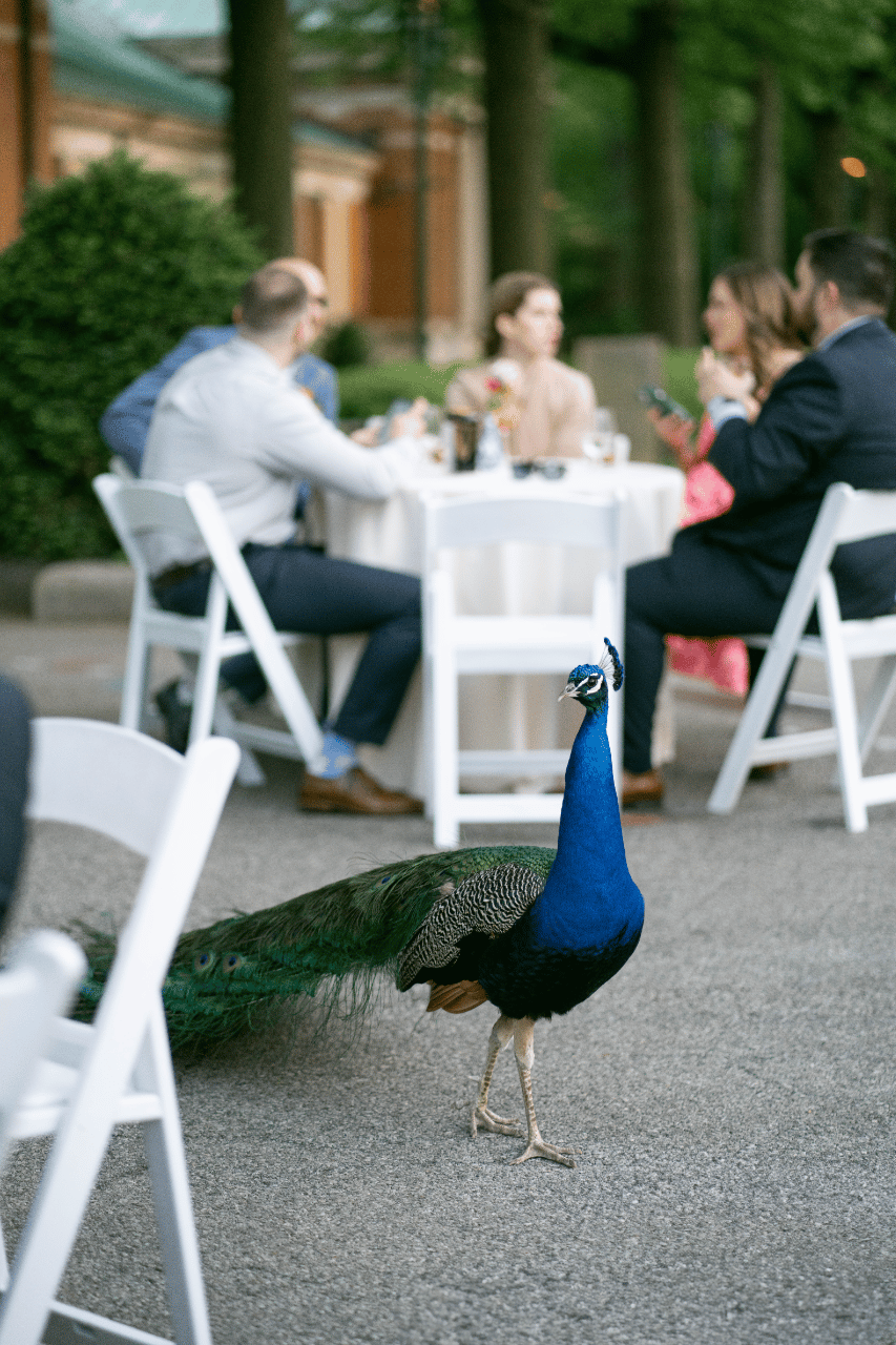 Whimsy & Elegance Intertwine at the Bronx Zoo