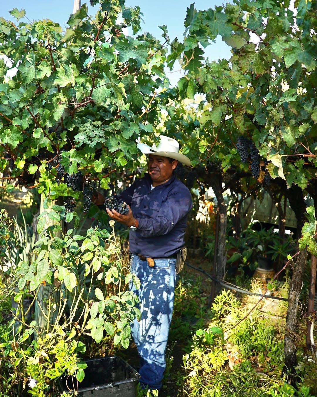 Newport Beach Vineyards & Winery portfolio 3