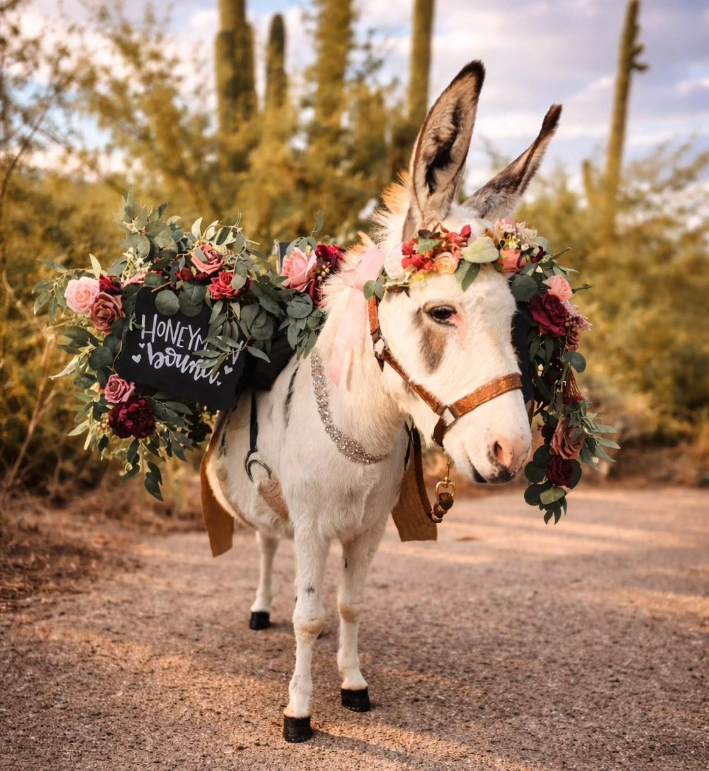 The Beer Burro portfolio 2