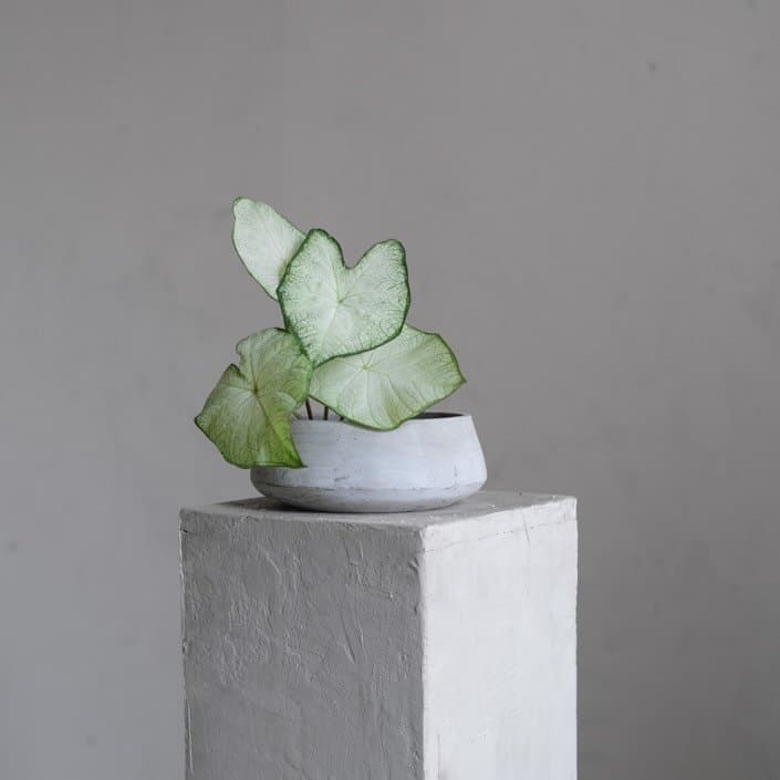 Leone Floral Studio portfolio 1