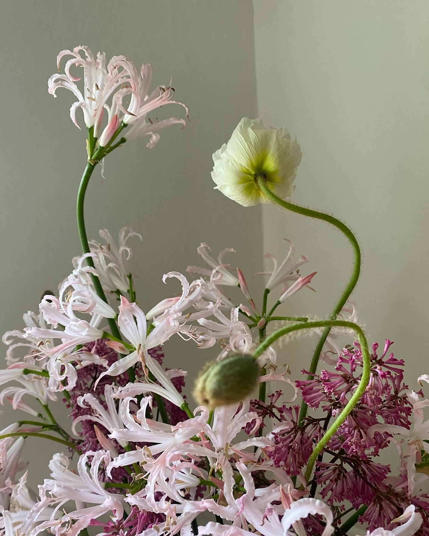 Phosphorus Botanical portfolio 4