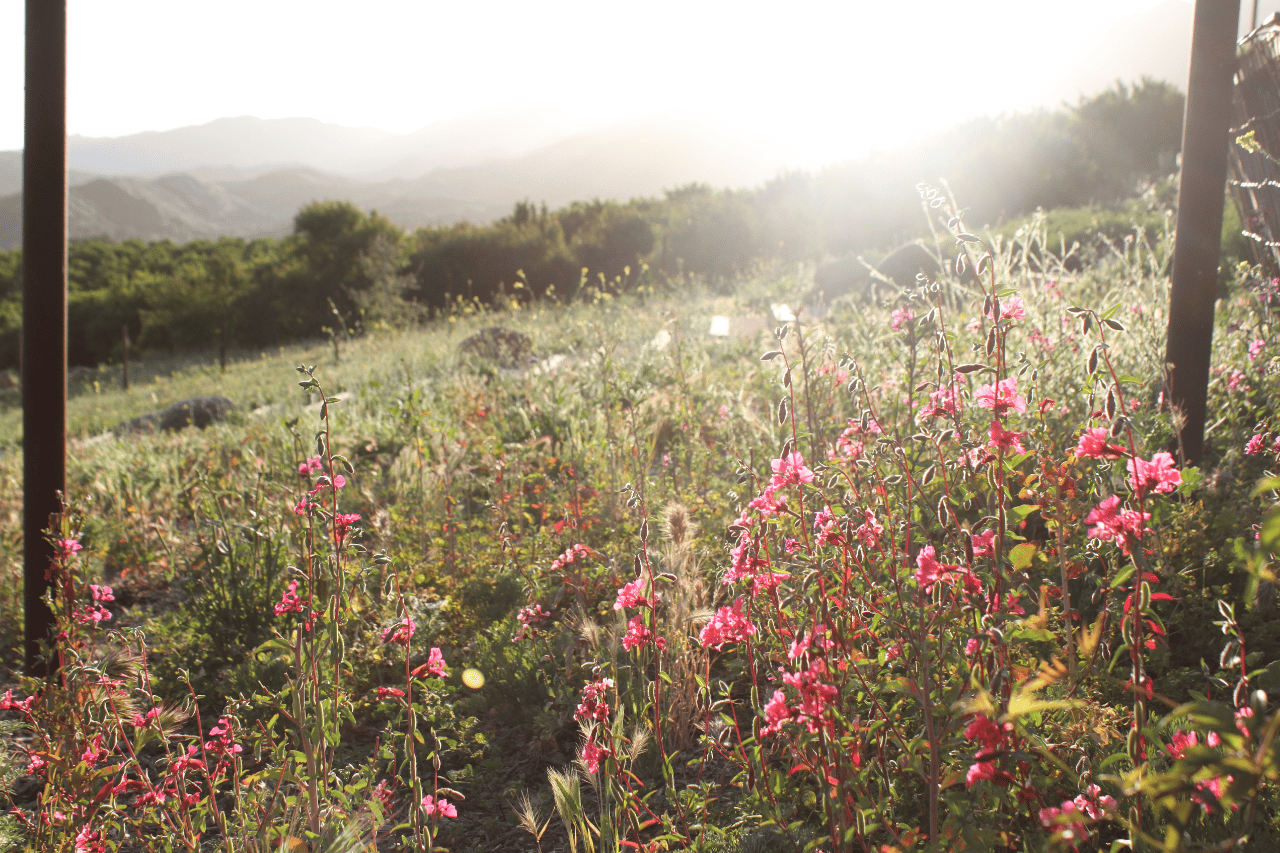Maricopa Gardens portfolio 4