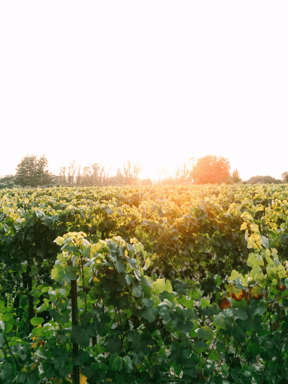Dutton Estate Winery portfolio 4