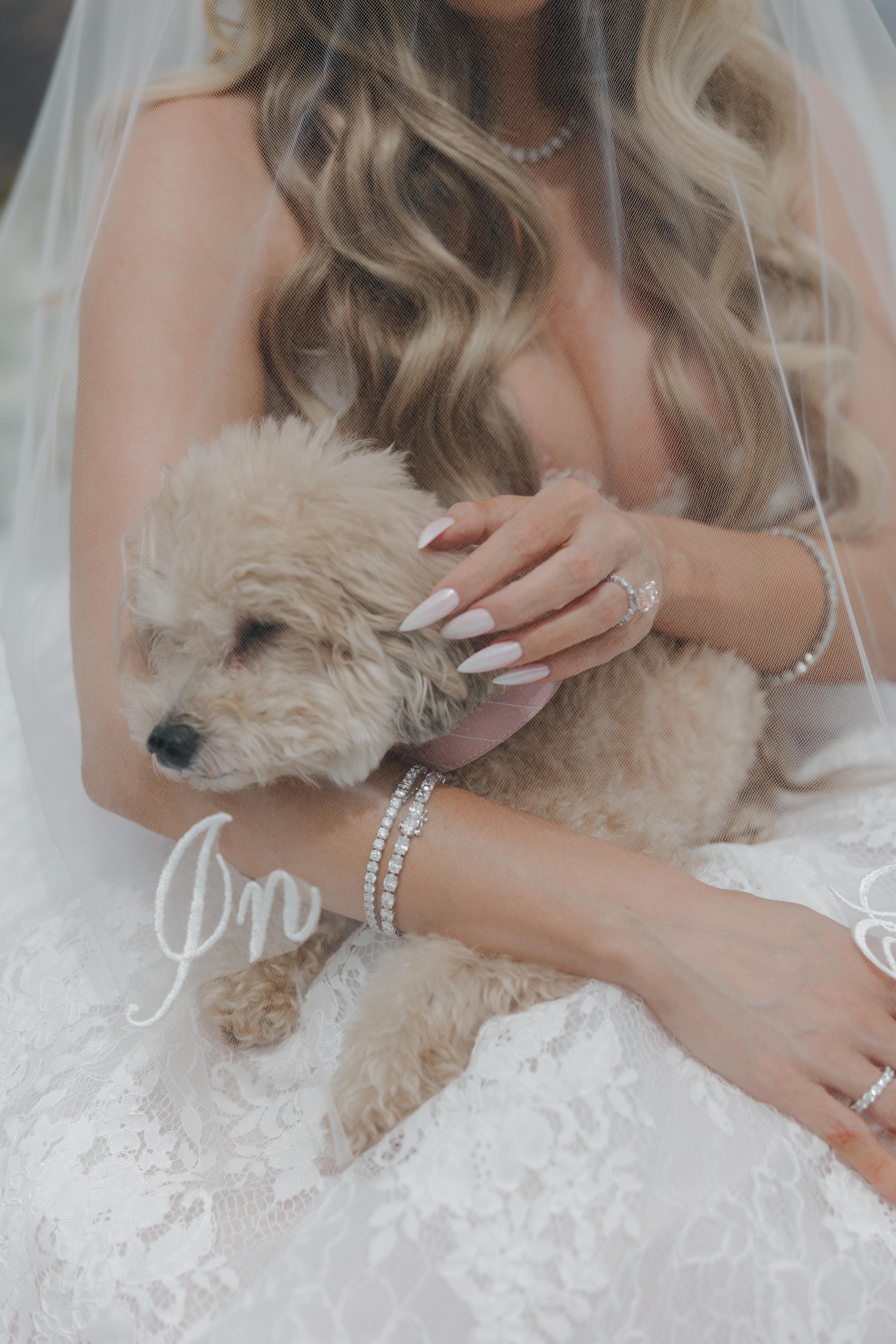 Precious Petcare San Diego portfolio 4