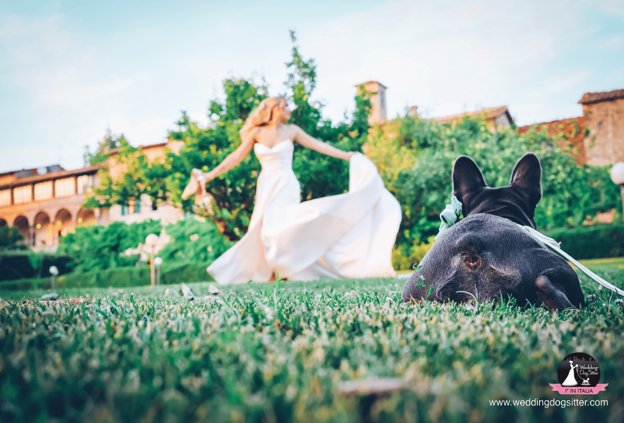 Wedding Dog Sitter portfolio 5