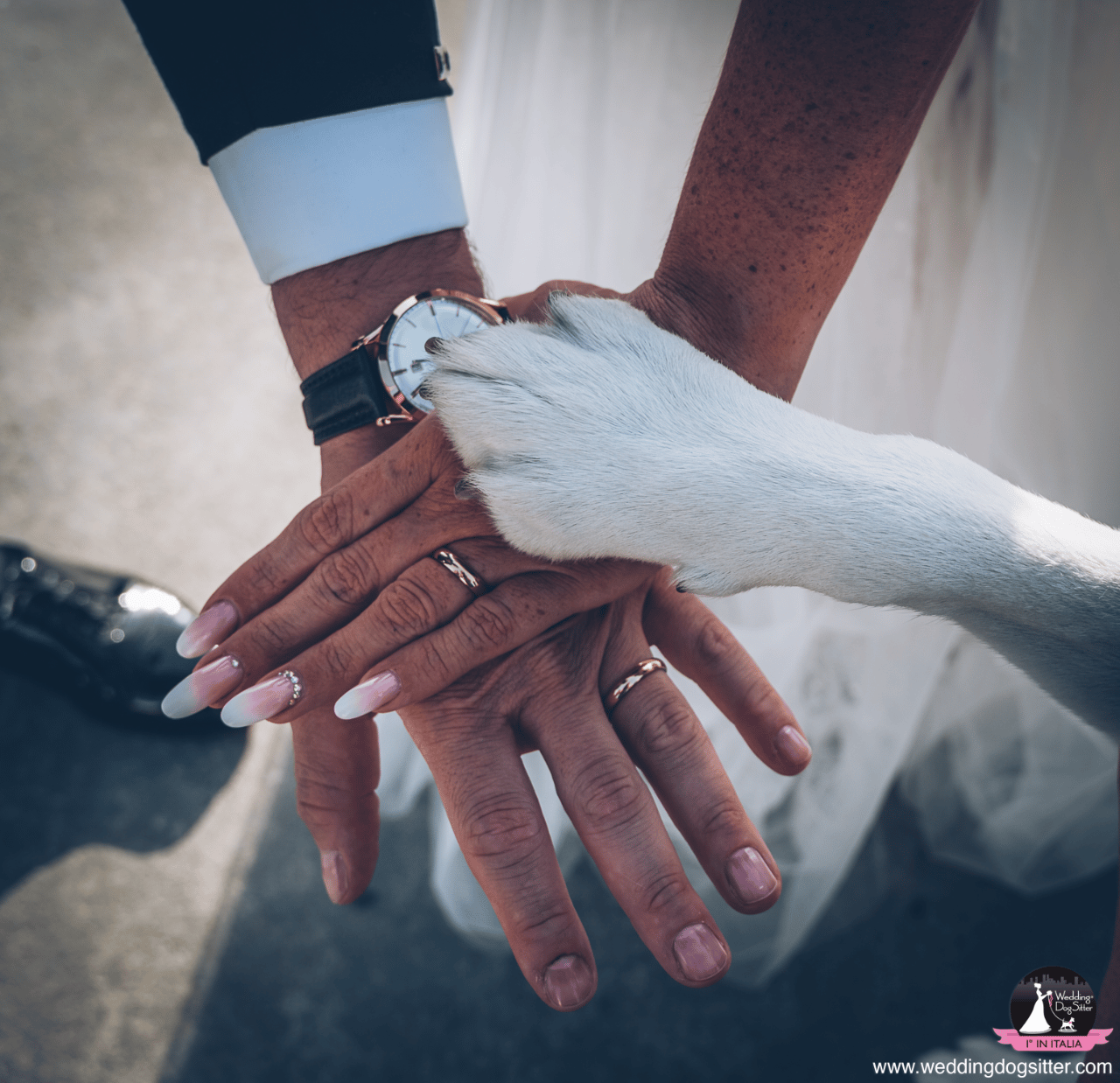 Wedding Dog Sitter portfolio 1
