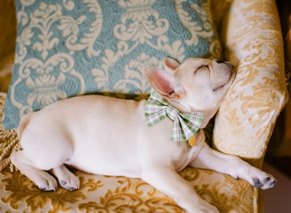 13 Reasons an Engagement Puppy Is Better Than an Engagement Ring